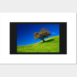 Single tree on a grassfield Posters and Art